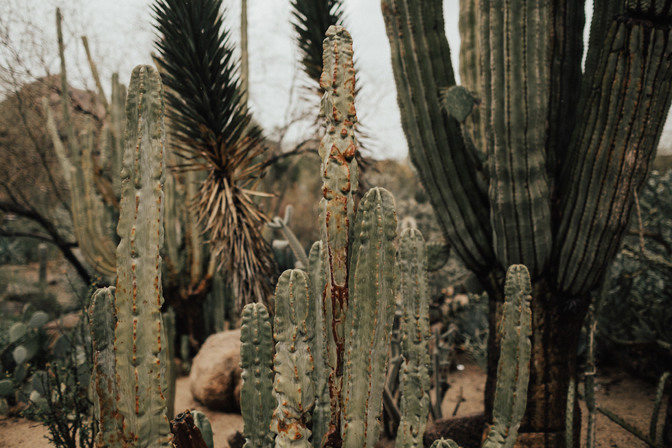 @joshlunt, josh lunt photography, josh lunt, edmonton engagement photographer, edmonton wedding photographer, edmonton lifestyle photographer, edmonton portrait photographer, junebug weddings, the knot, arizona wedding, arizona elopement, arizona destination wedding, destination wedding photographer, scottsdale photographer, wedding photographer